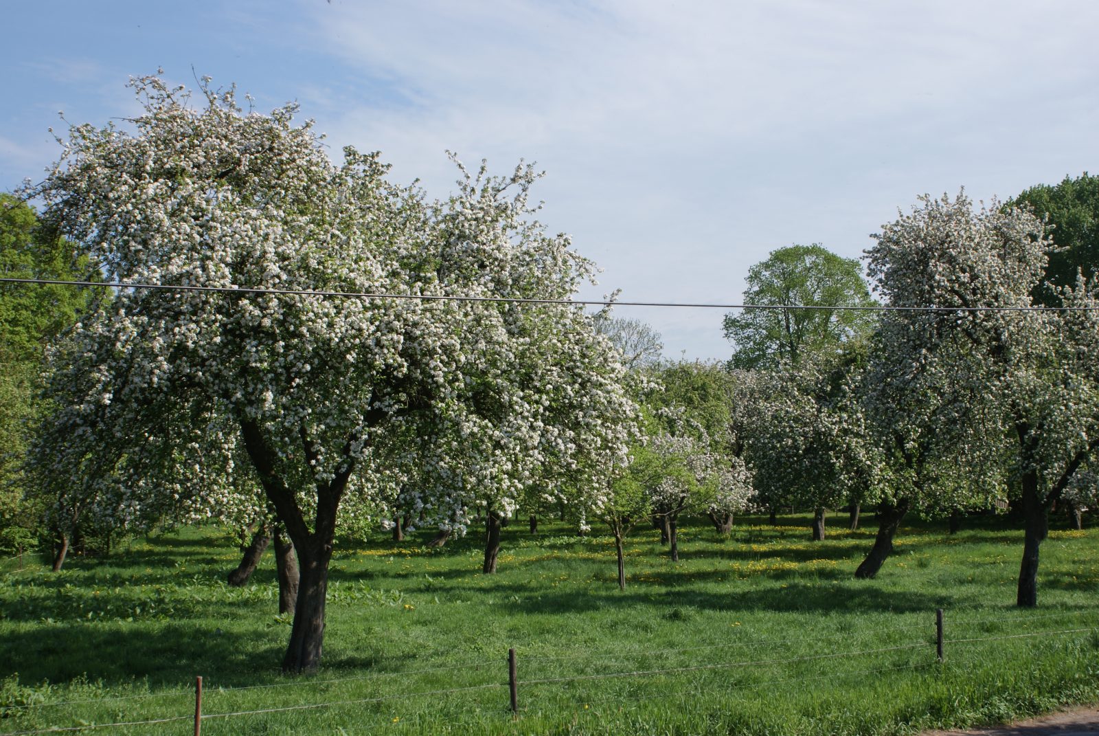 Streuobstwiese im Frühjahr