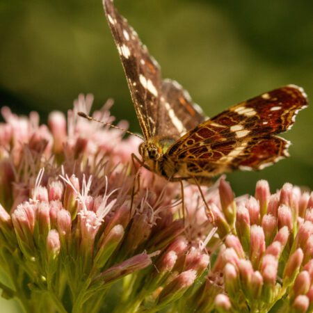 Schmetterlinge im Garten (11.04.2024)
